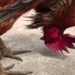 Cặp chân vảy rồng đẳng cấp trong giới đá gà